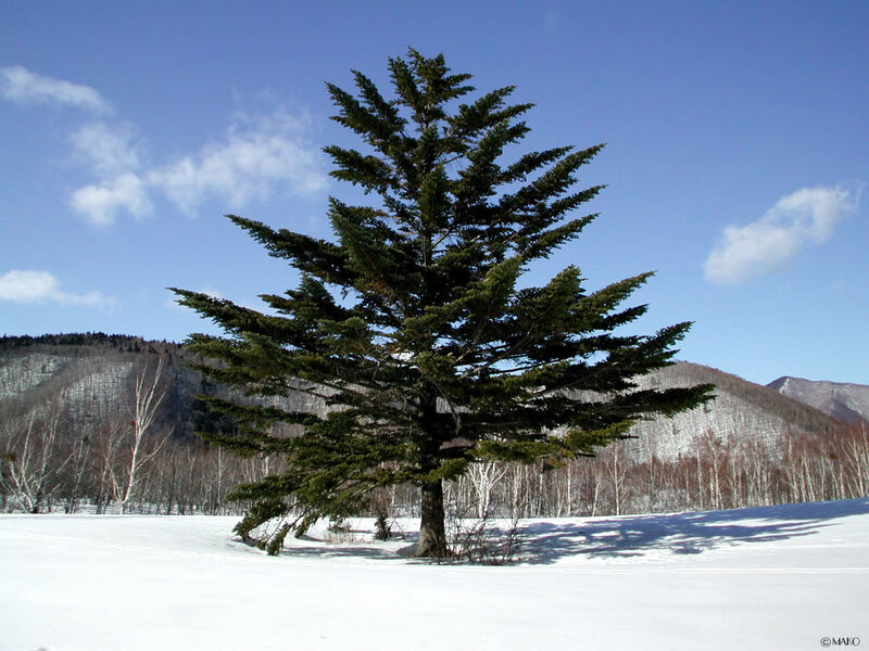 Solitary tree in snowy landscape