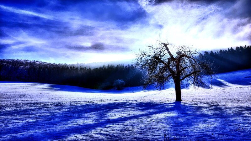 solitary tree in snowy landscape