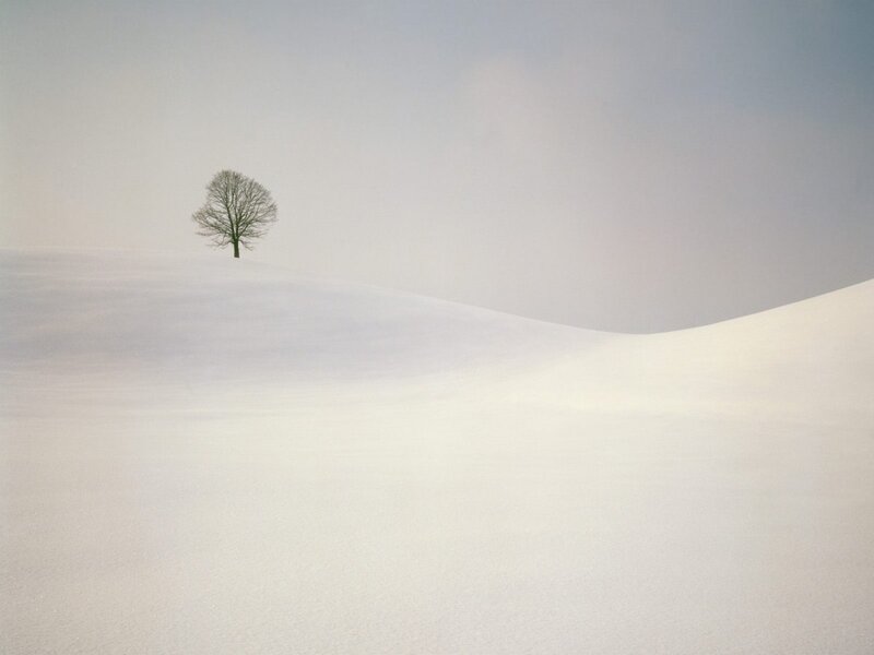 solitary tree in snowy landscape