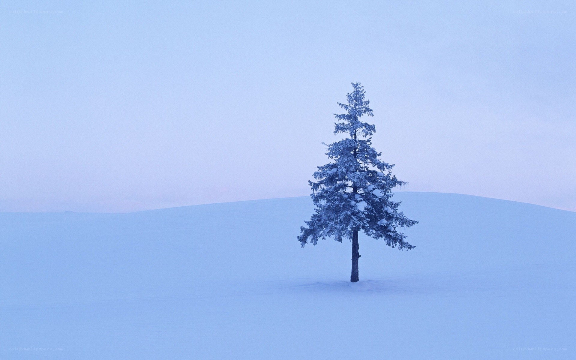 Solitary tree in snowy landscape