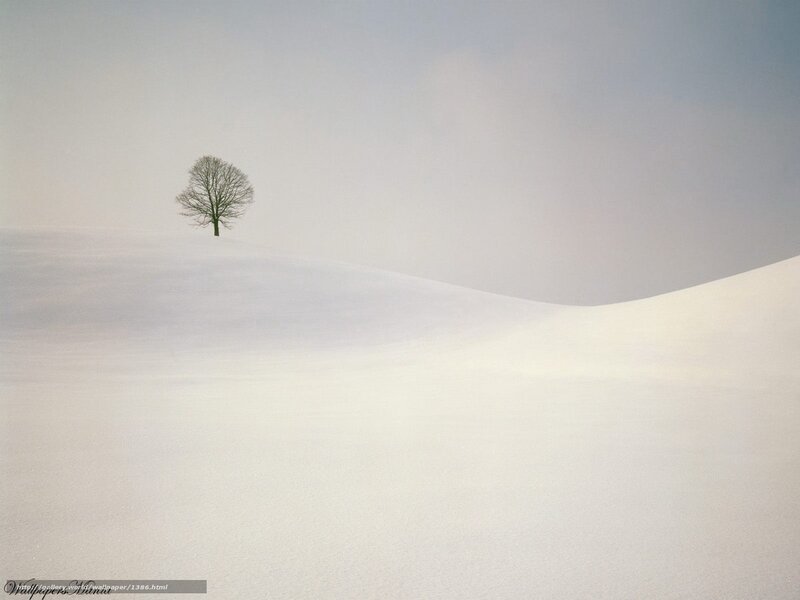 solitary tree in snowy landscape