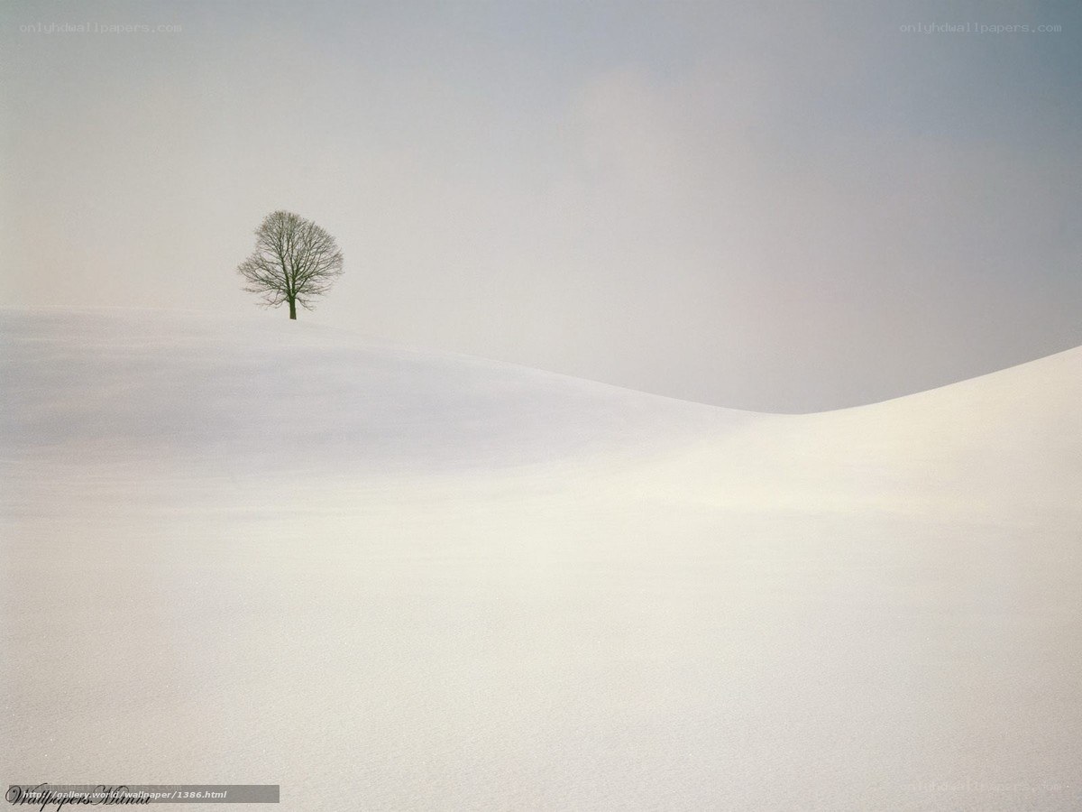 solitary tree in snowy landscape