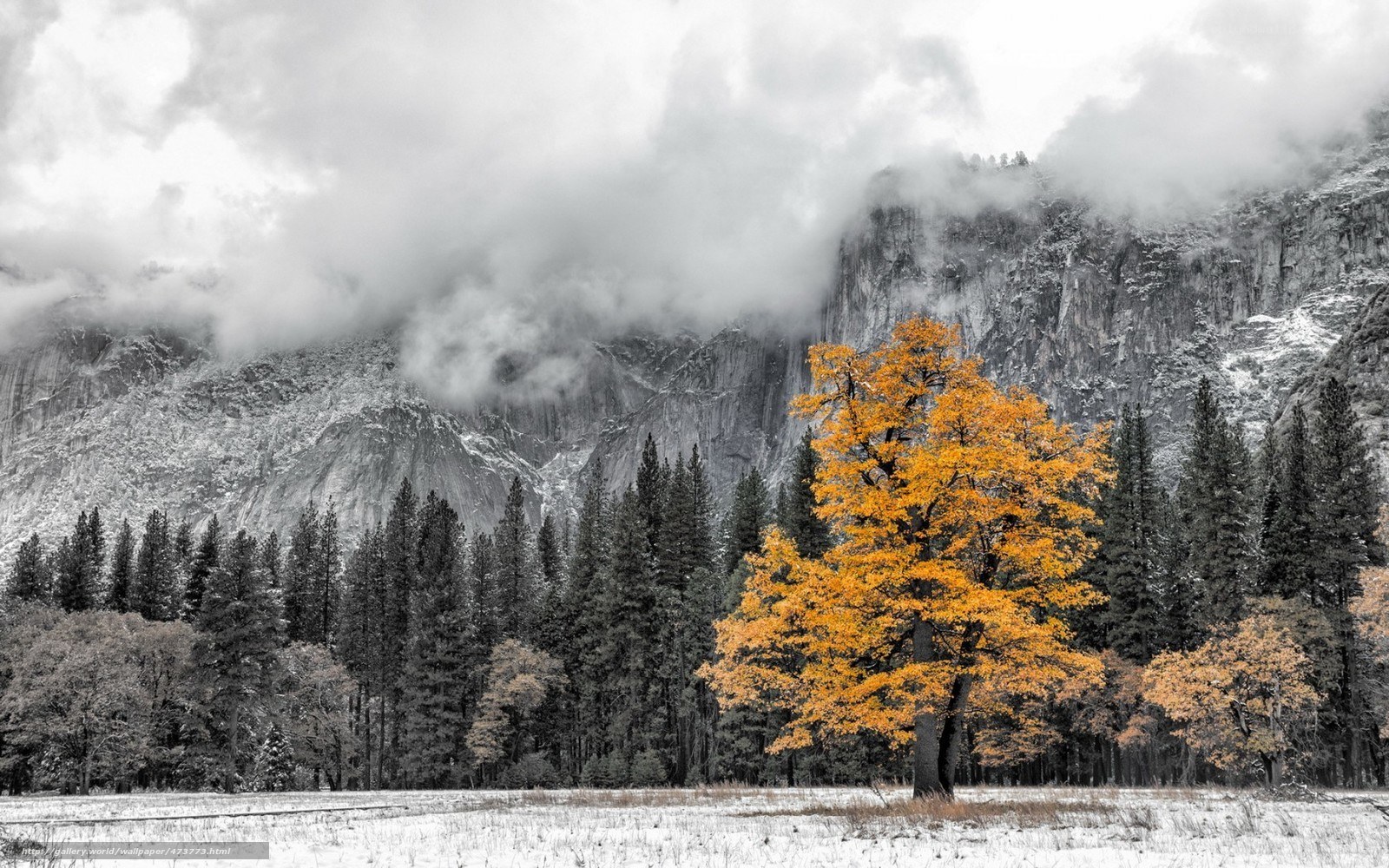 Solitary tree in snowy valley