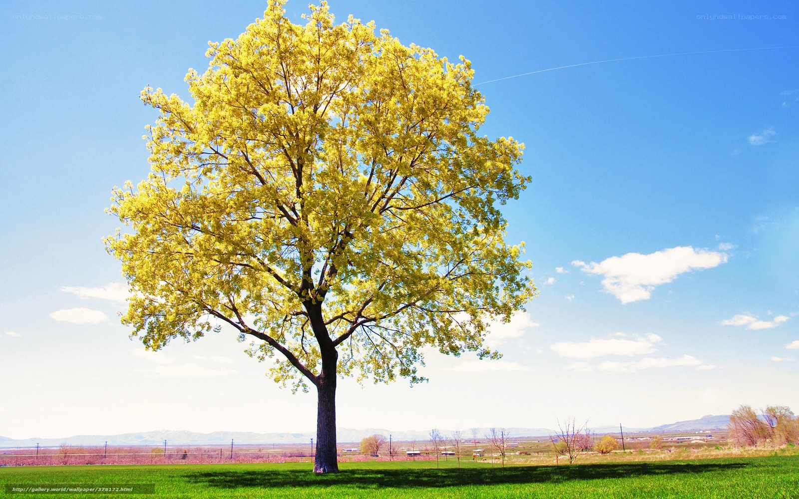 Solitary tree in spring field