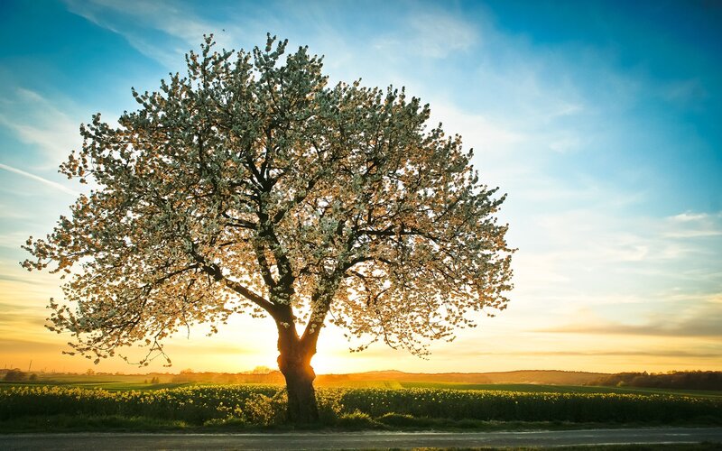 solitary tree in spring field