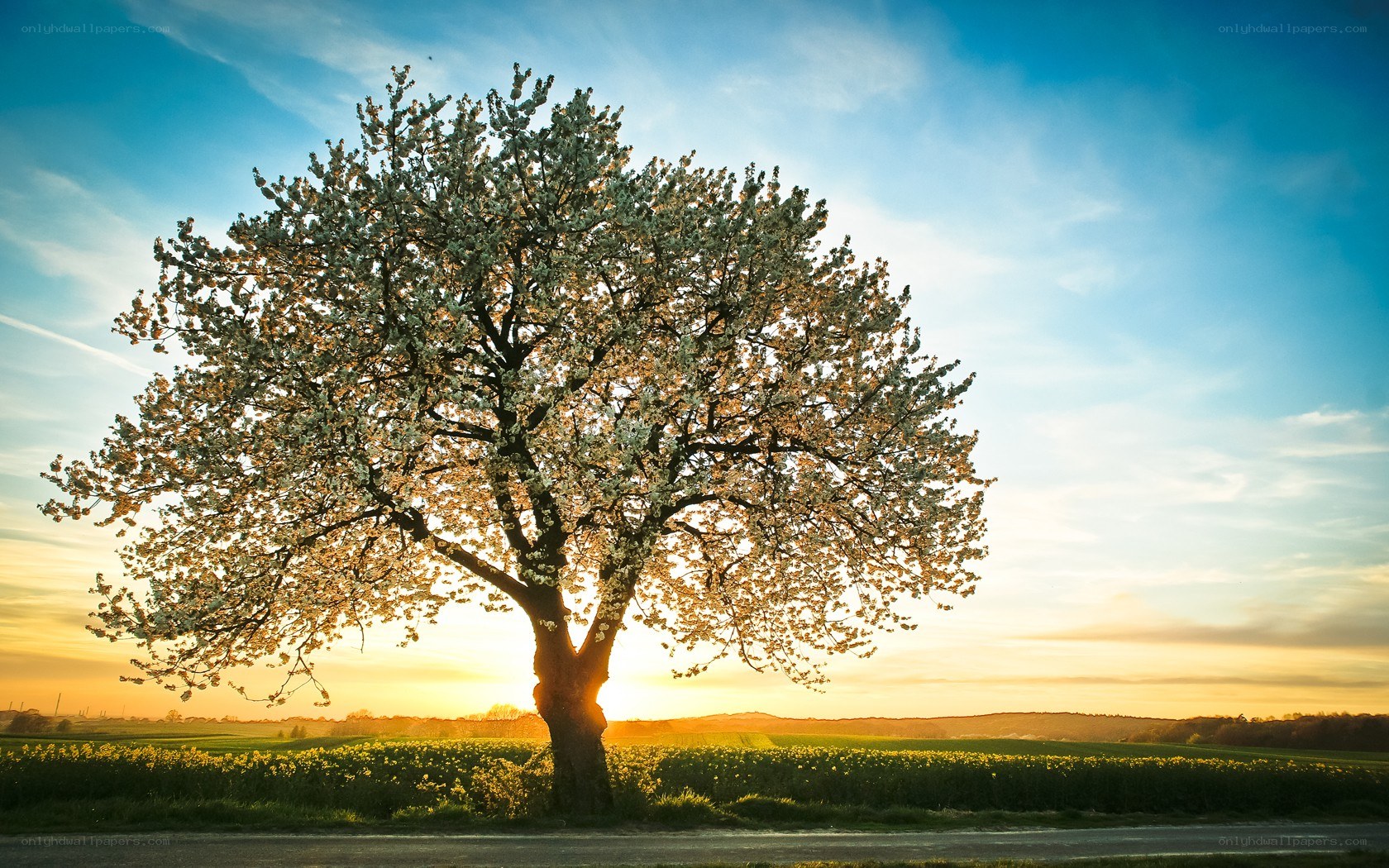 solitary tree in spring field