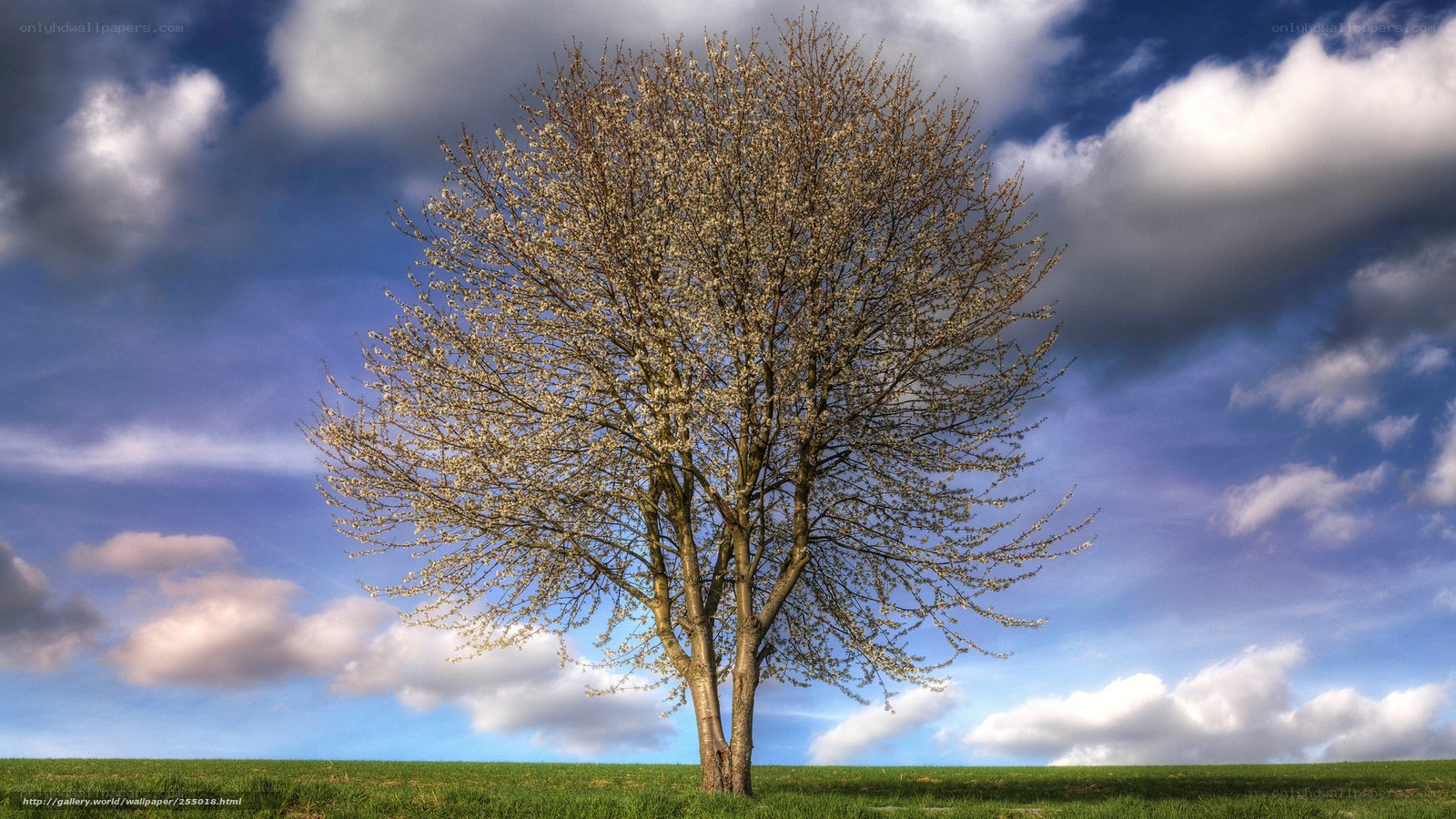 solitary tree in spring field