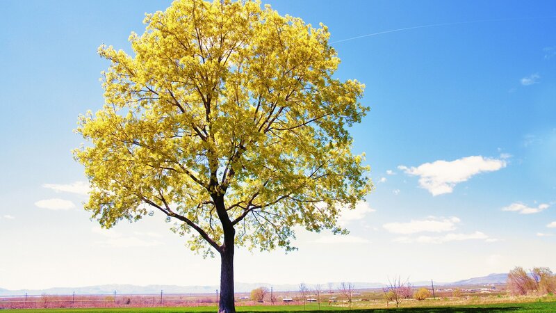 solitary tree in spring