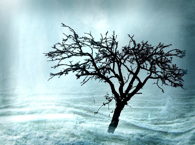 solitary tree in storm