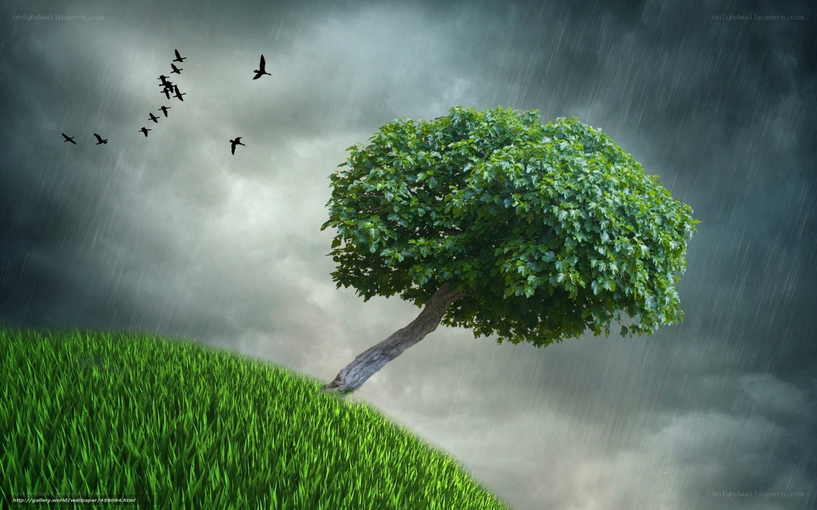 Solitary tree in storm
