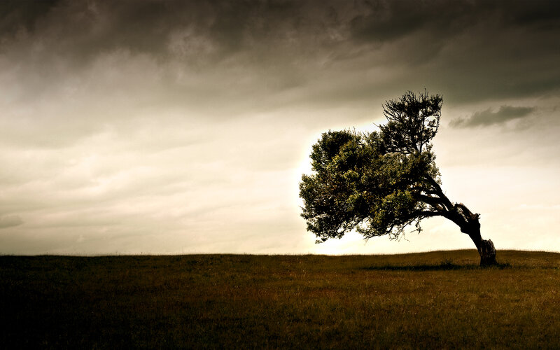 solitary tree in stormy field