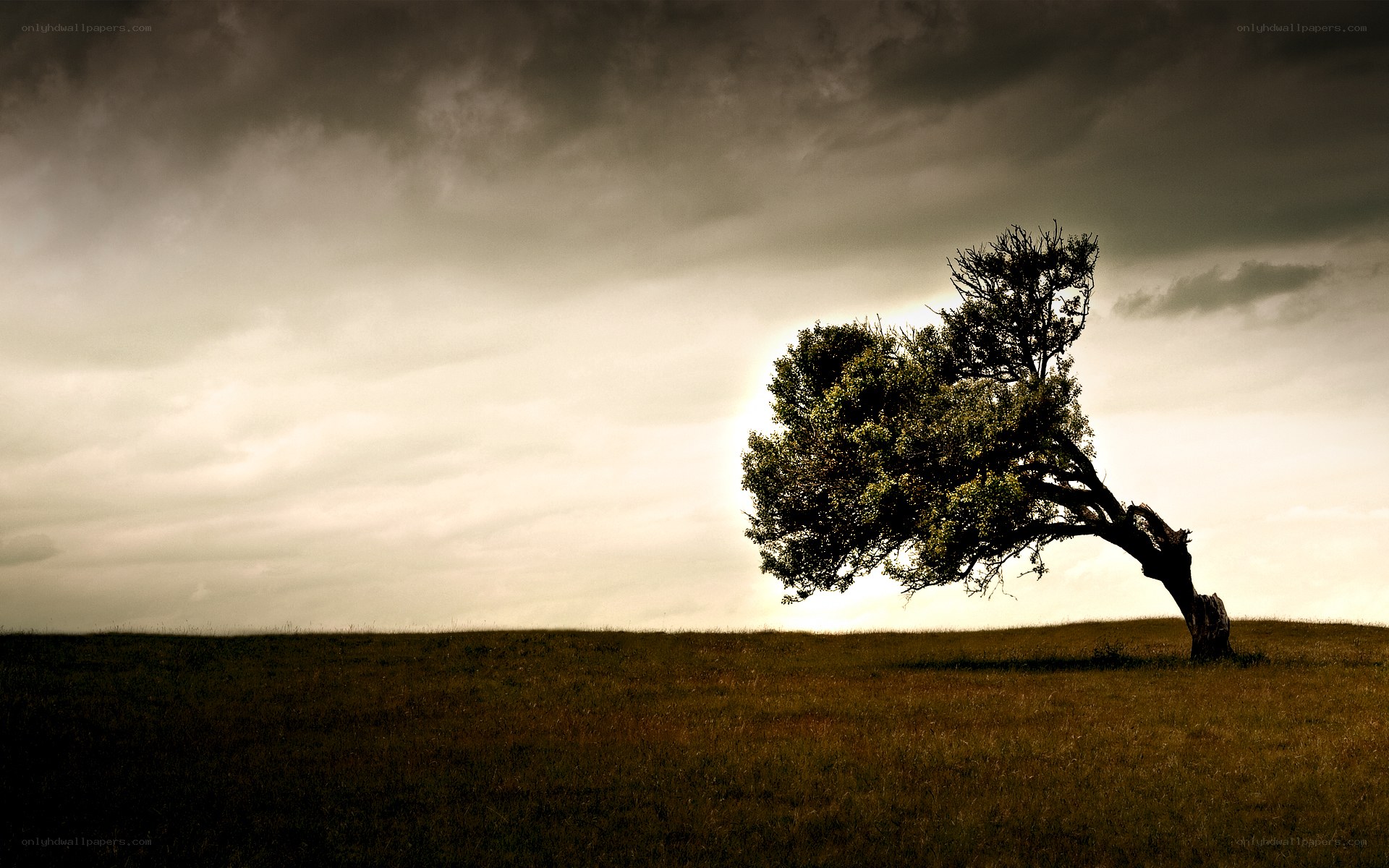 solitary tree in stormy field