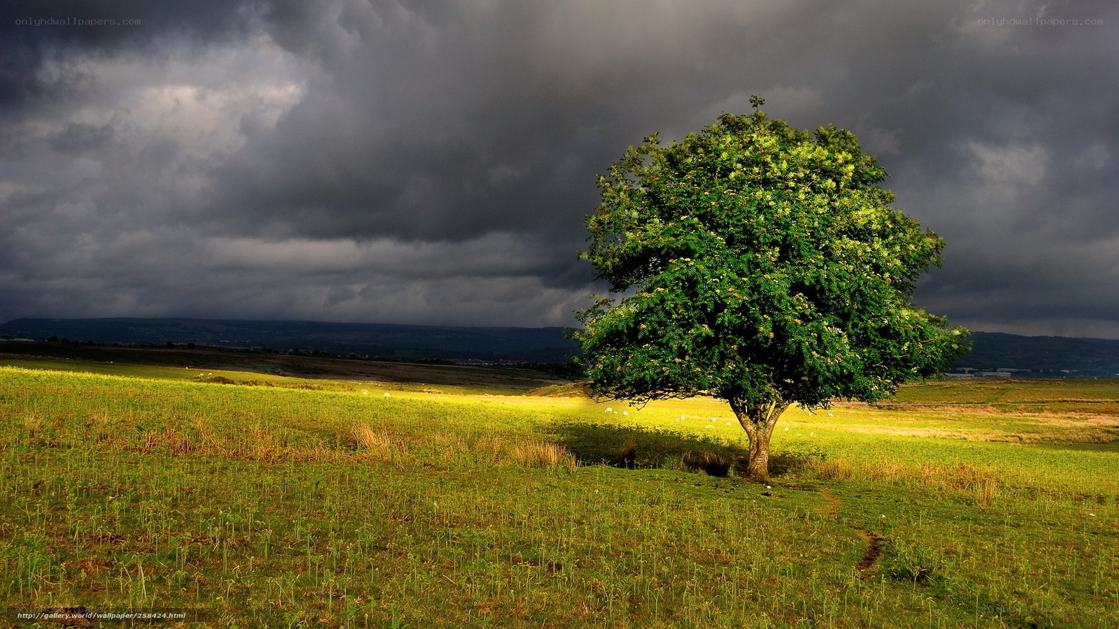 Solitary tree in stormy field