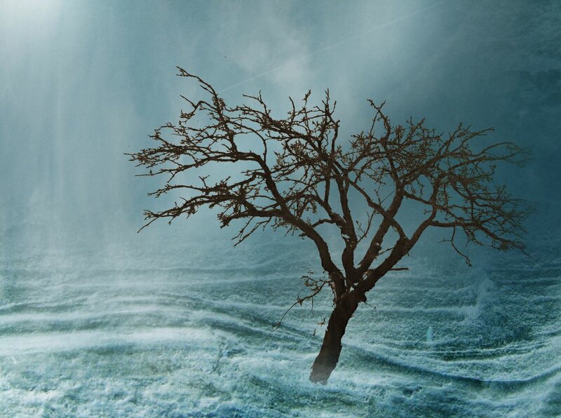 Solitary tree in stormy sea