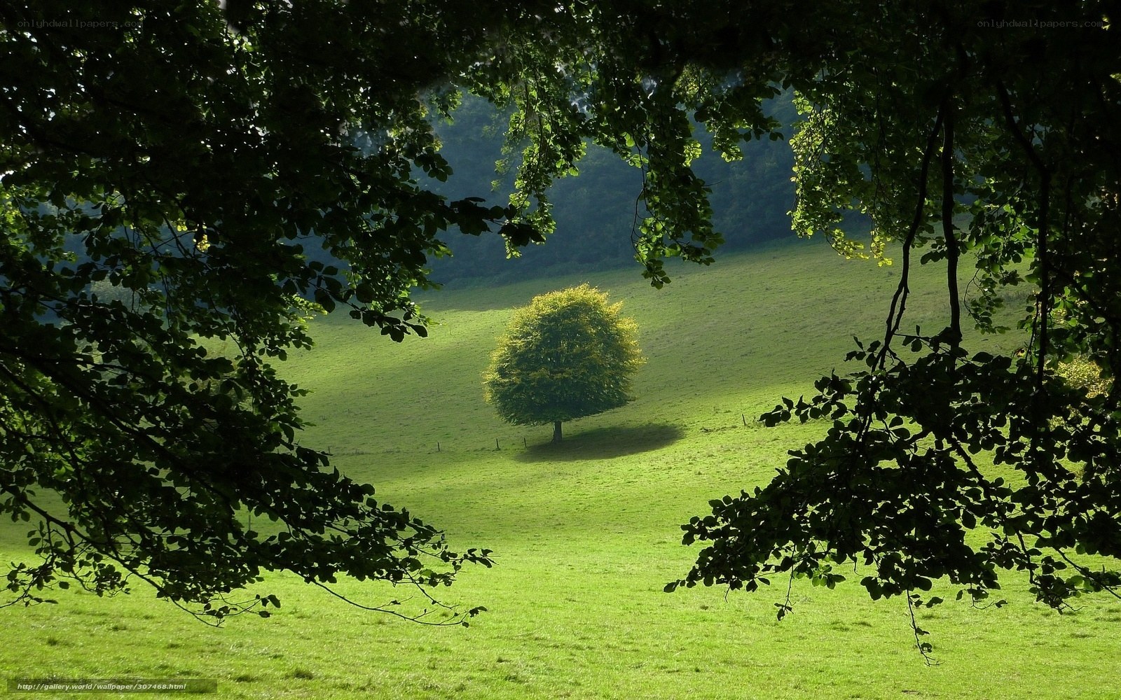 Solitary tree in sunlit meadow