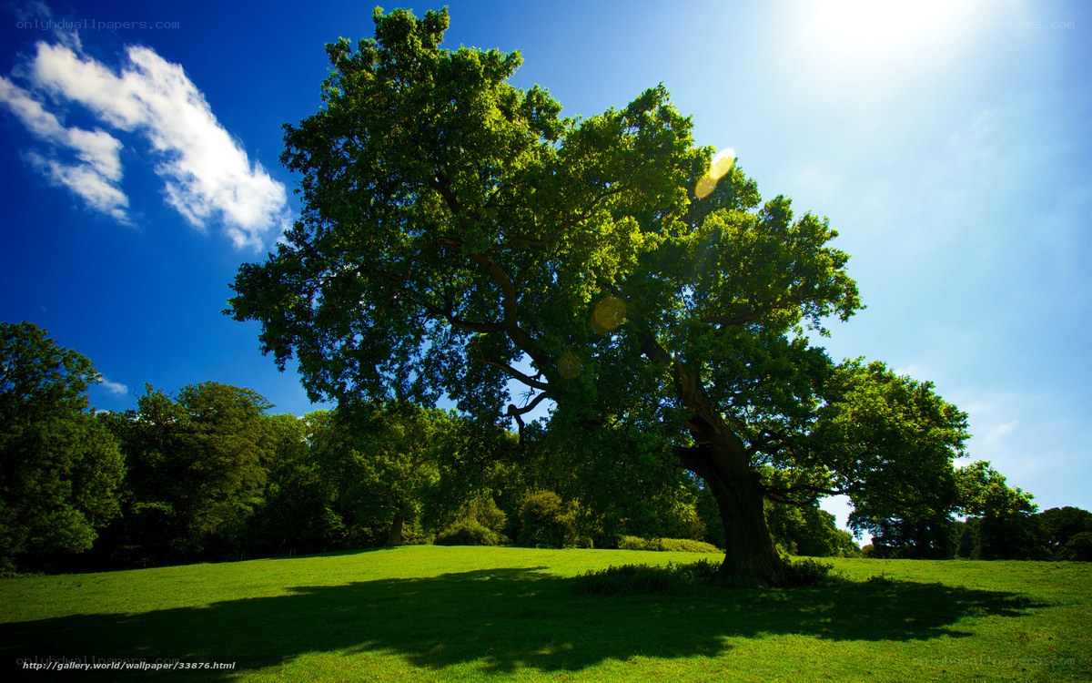 Solitary tree in sunny field