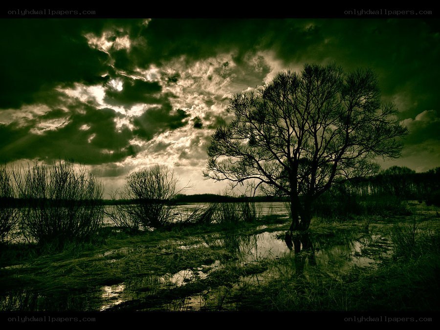 solitary tree in swamp