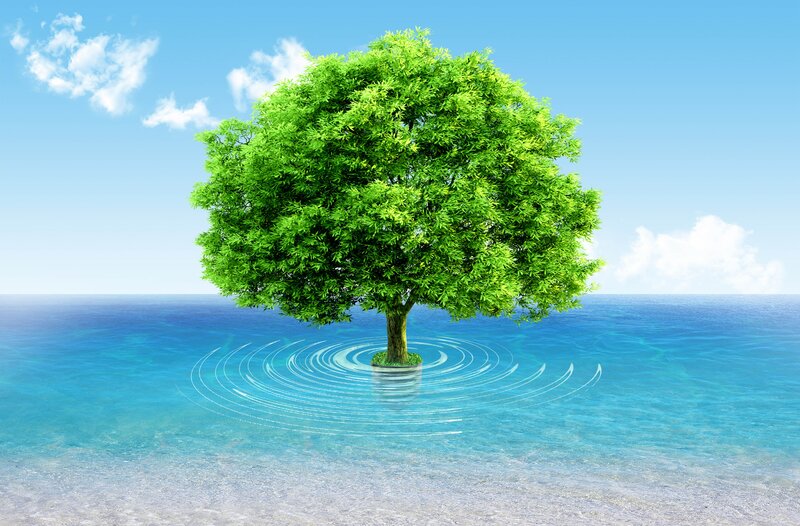Solitary tree in the ocean