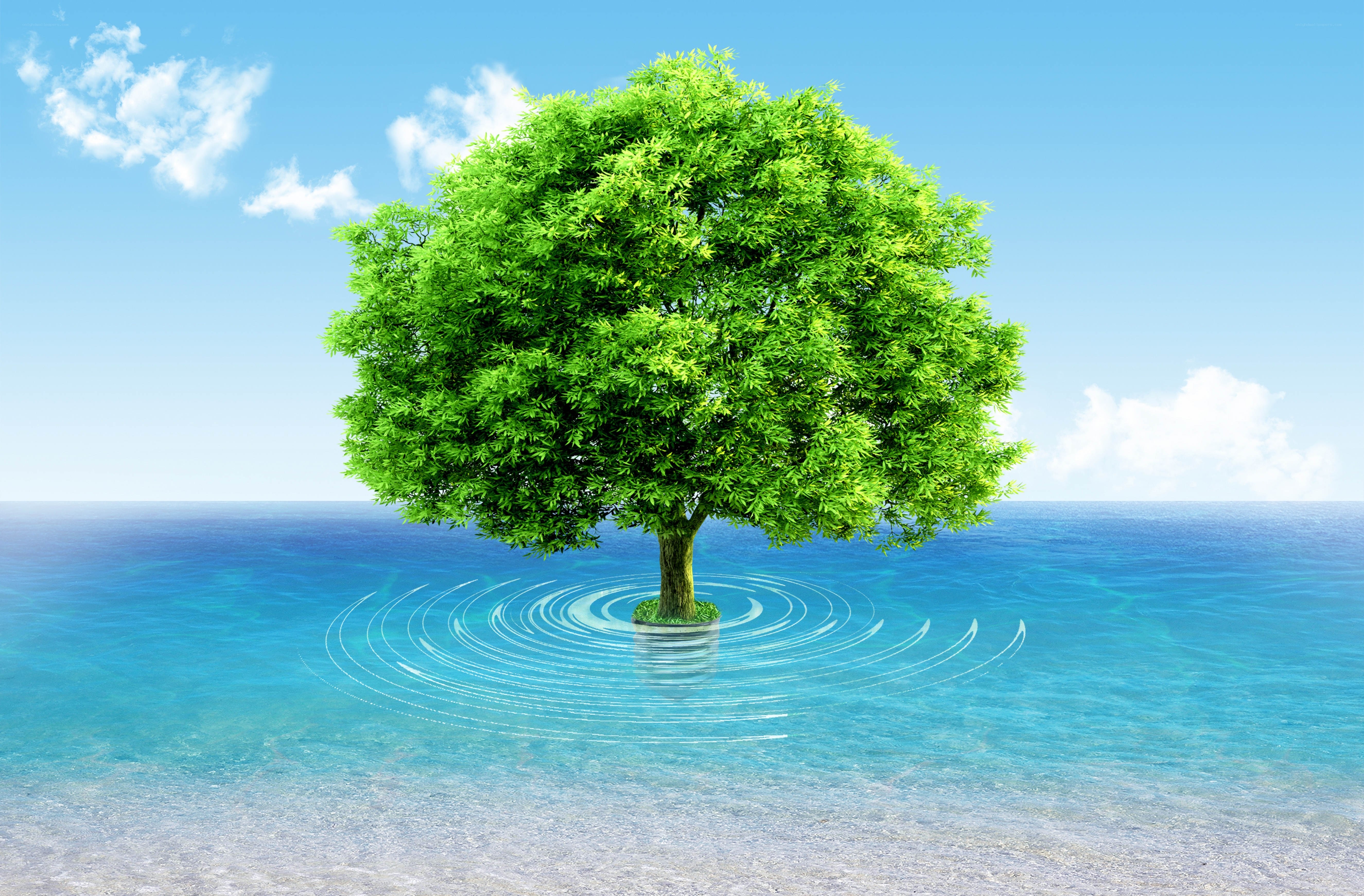 Solitary tree in the ocean