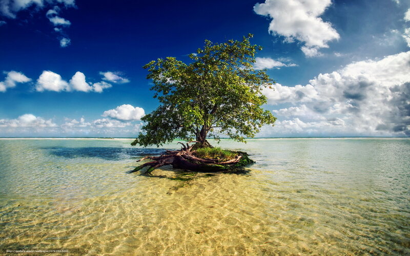 Solitary tree in tropical sea