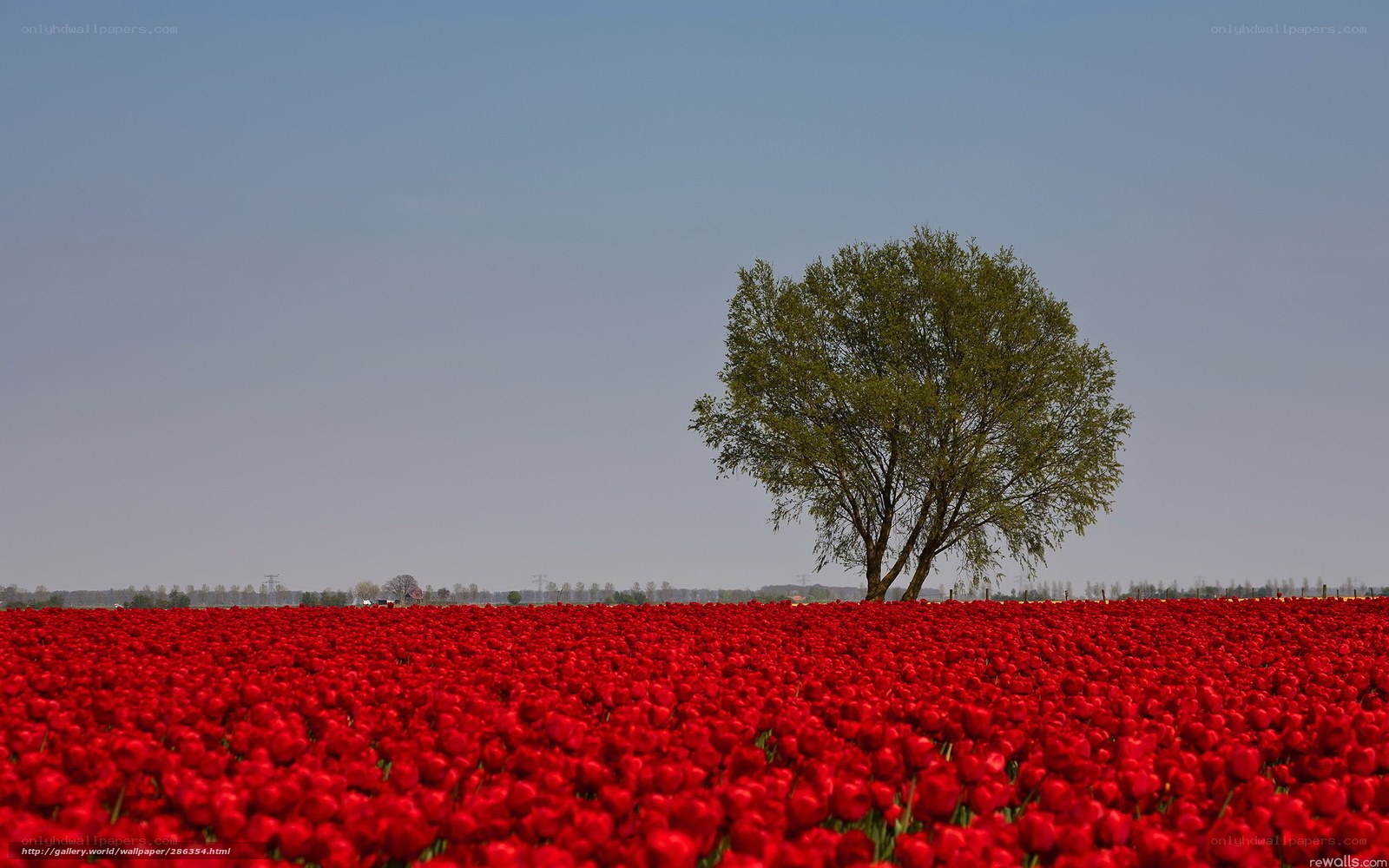 solitary tree in tulip field