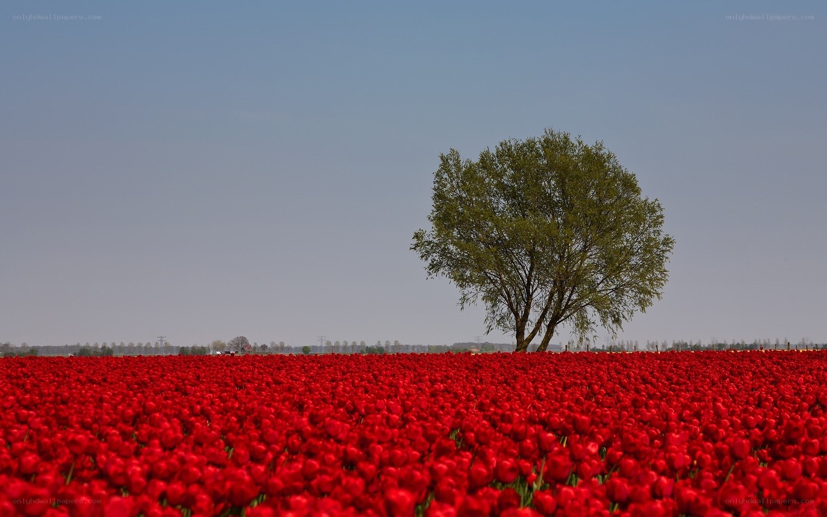 solitary tree in tulip field