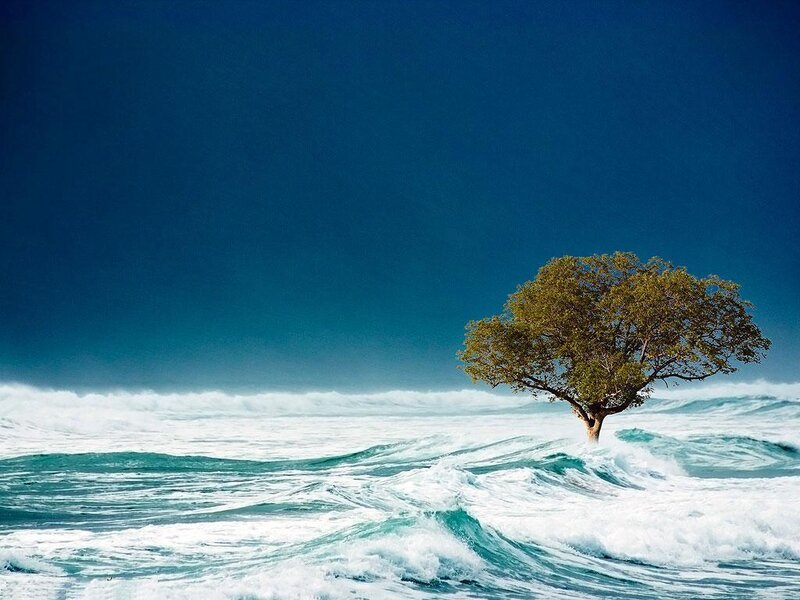 solitary tree in turbulent sea