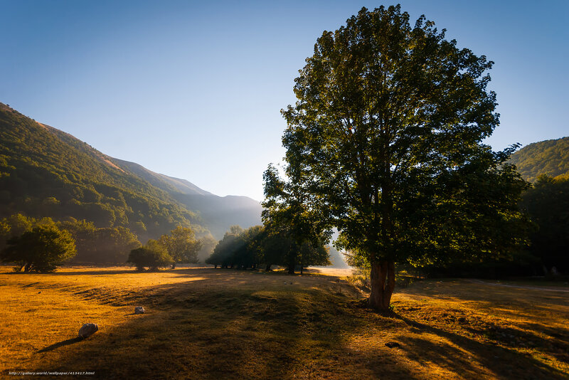 Solitary Tree in Valley — Green, Serene, Morning, Photograph