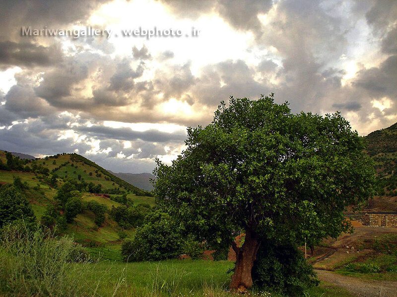 Solitary Tree in Valley — Green