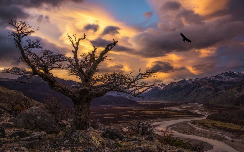 Solitary Tree in Valley — Orange
