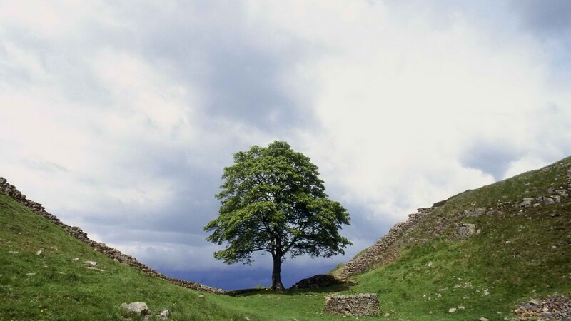solitary tree in valley