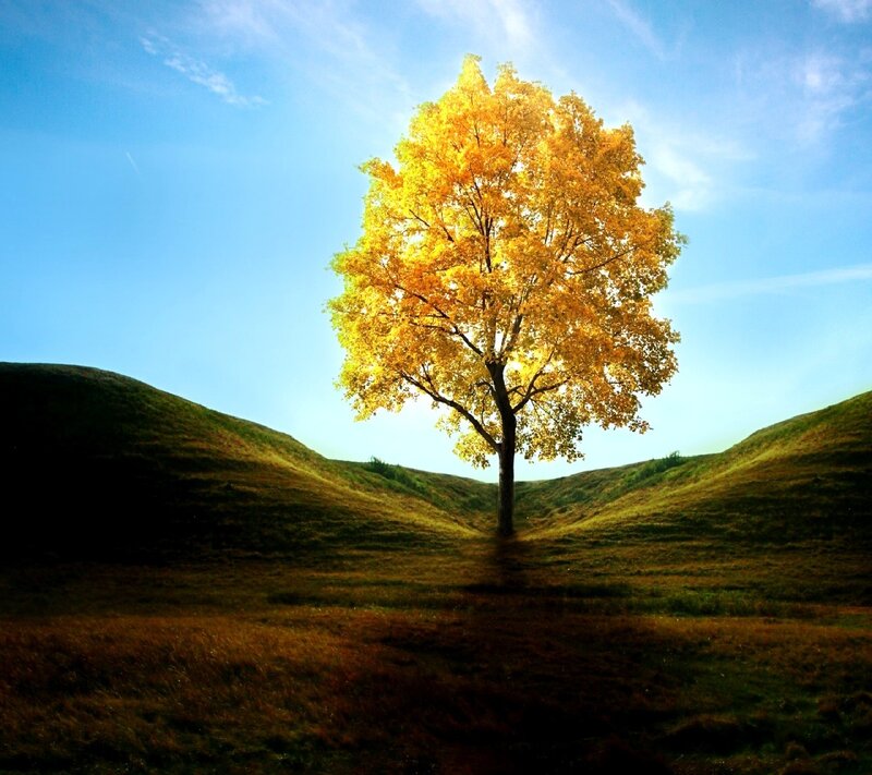 Solitary Tree in Valley — Yellow, Serene, Autumn