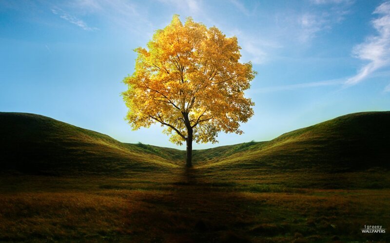 Solitary Tree in Valley — Yellow, Serene
