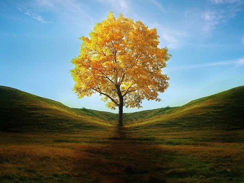 Solitary Tree in Valley — Yellow
