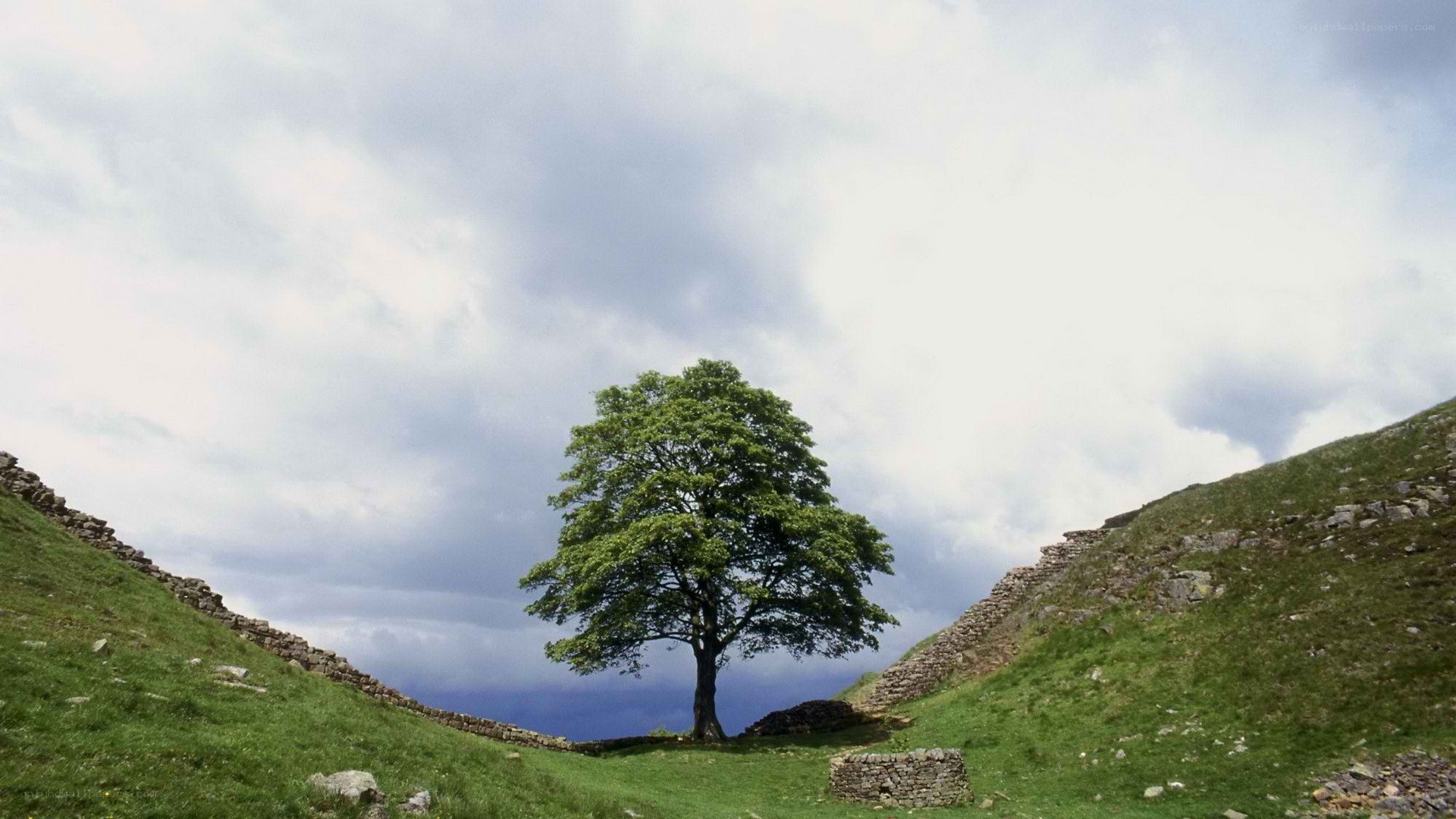 solitary tree in valley