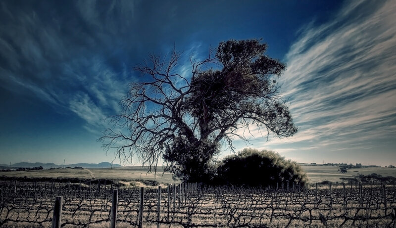 Solitary Tree in Vineyard — Blue