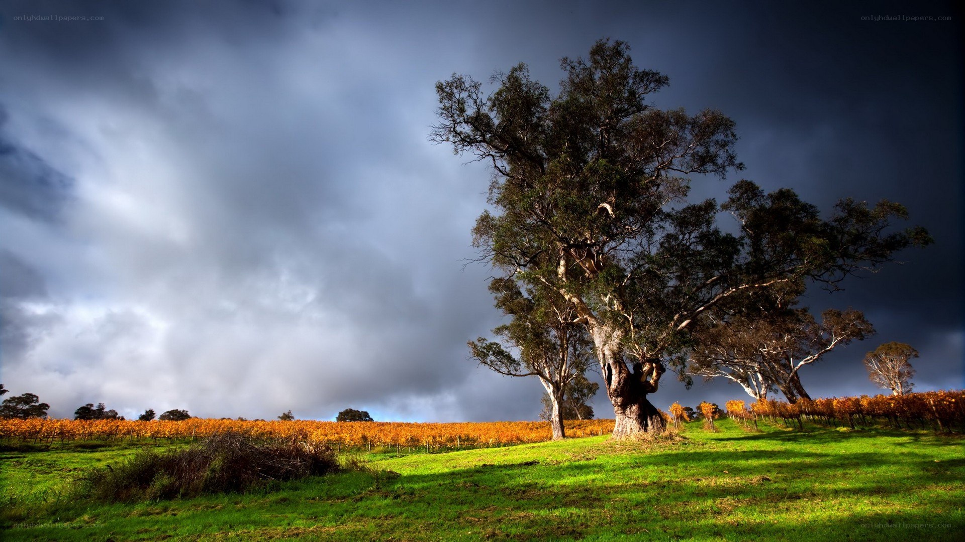 Solitary tree in vineyard landscape