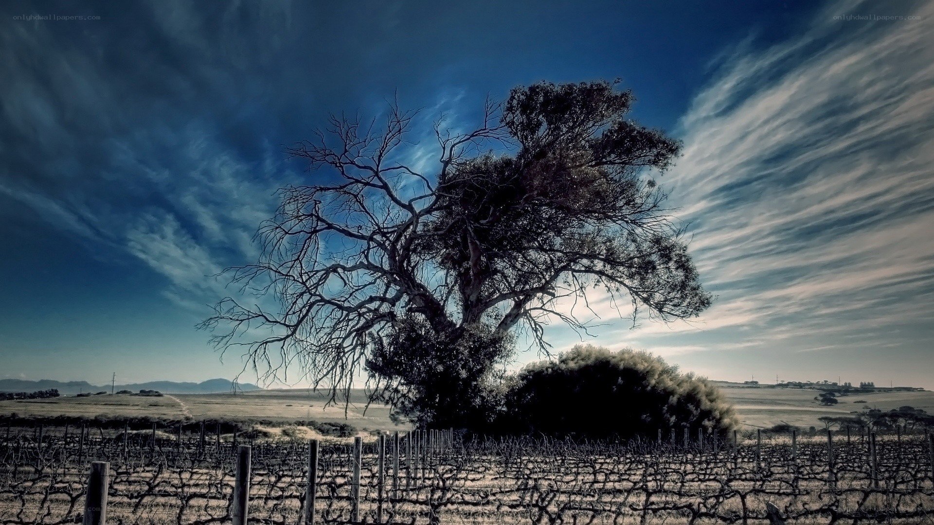 Solitary tree in vineyard landscape