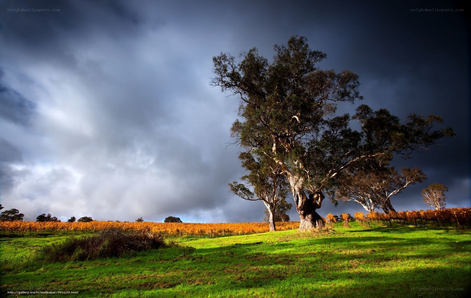 Solitary tree in vineyard