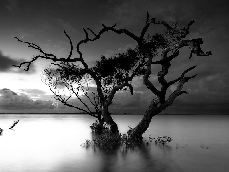 Solitary tree in water