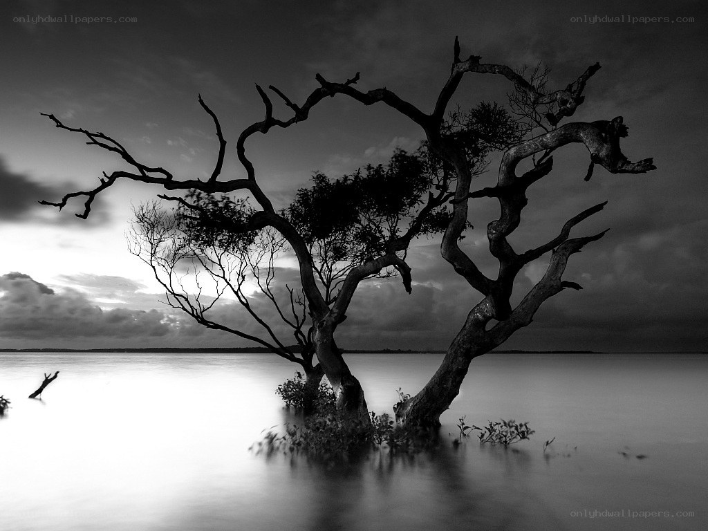 Solitary tree in water