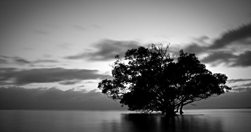 Solitary tree in water at dusk