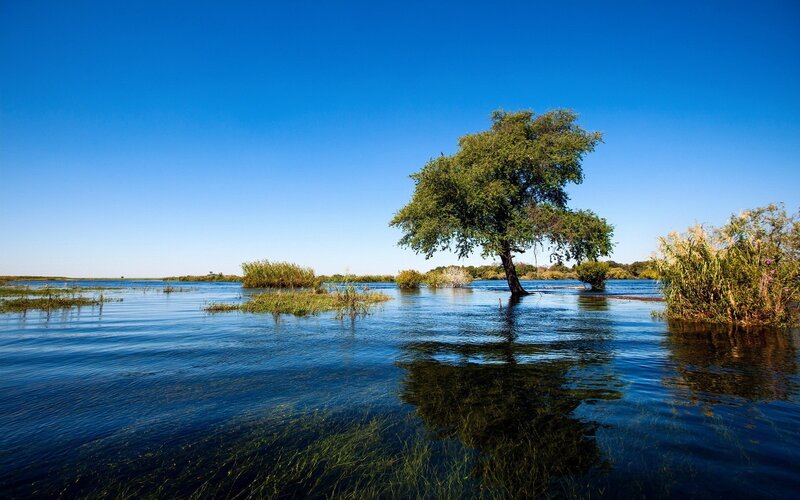 Solitary Tree in Water — Blue, Serene, Afternoon, Photograph, Sky, Reeds