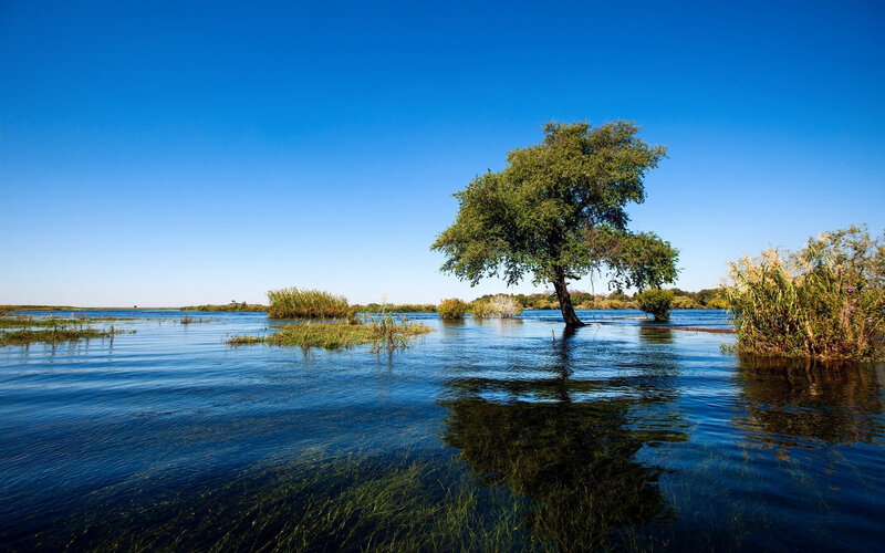 Solitary Tree in Water — Blue, Serene, Afternoon