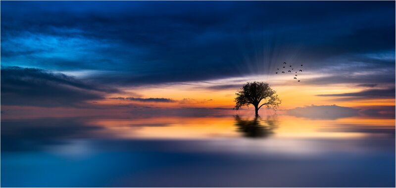 Solitary Tree in Water — Blue, Serene, Sunset, Photograph, Birds