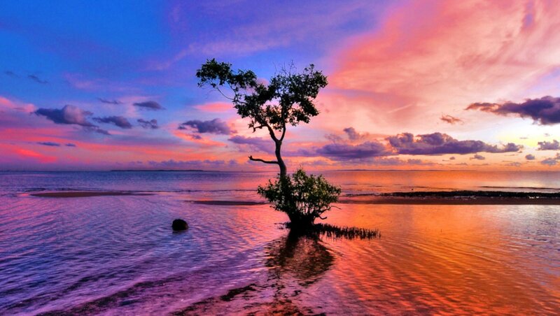 Solitary Tree in Water — Blue, Serene, Sunset, Photograph, Sea
