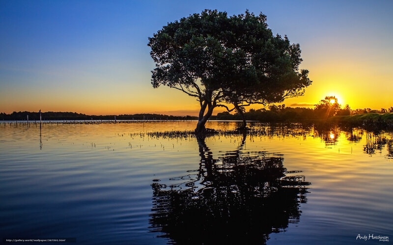 Solitary Tree in Water — Blue, Serene, Sunset, Photograph, Sun, Reflection, Sky