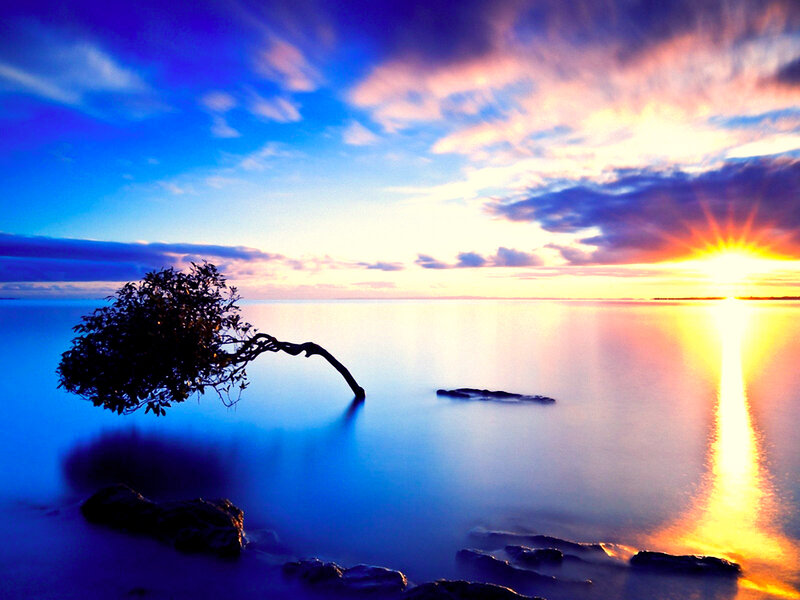 Solitary Tree in Water — Blue, Serene, Sunset, Photograph, Sun