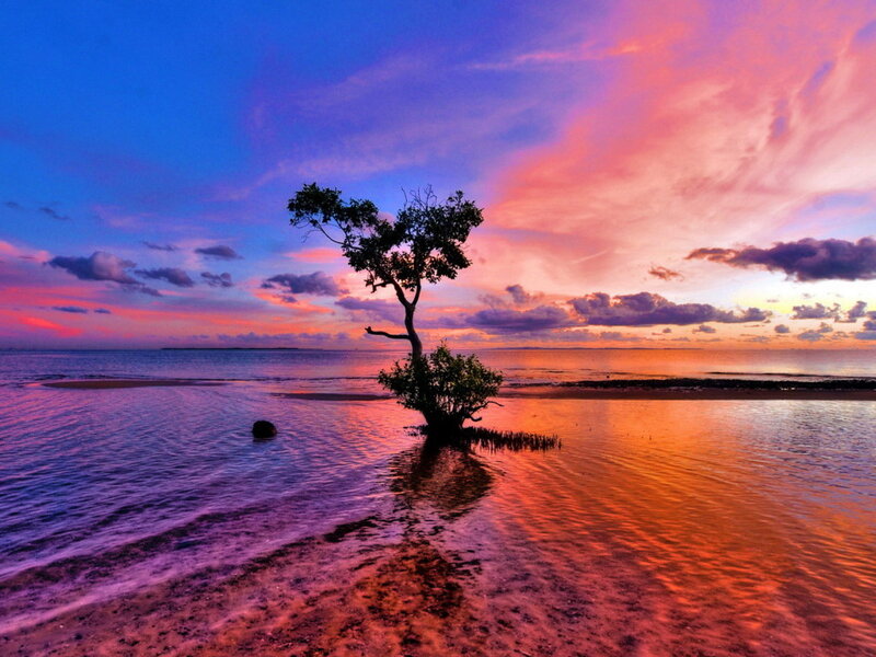 Solitary Tree in Water — Blue, Serene