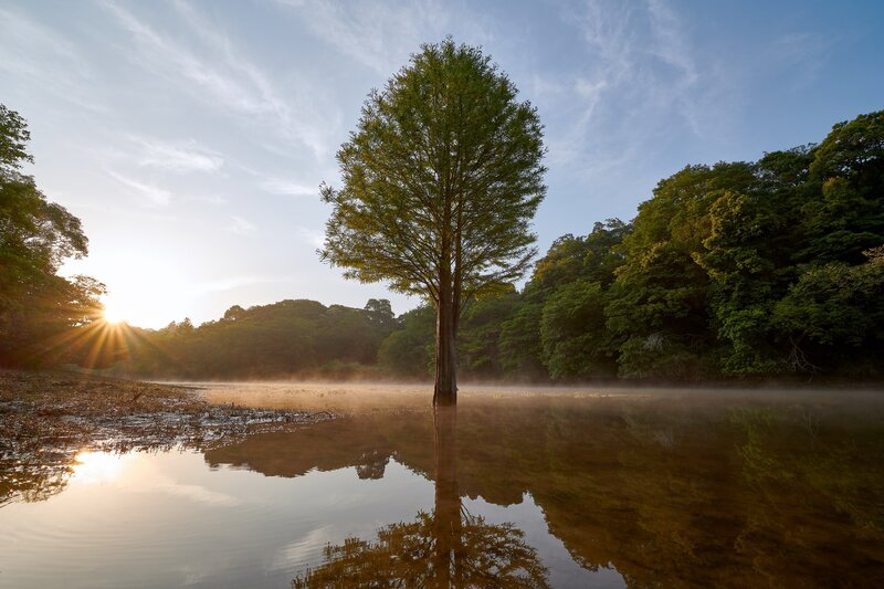Solitary Tree in Water — Green, Serene
